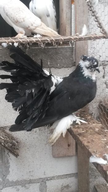 Mascul - 09 Voltati indieni