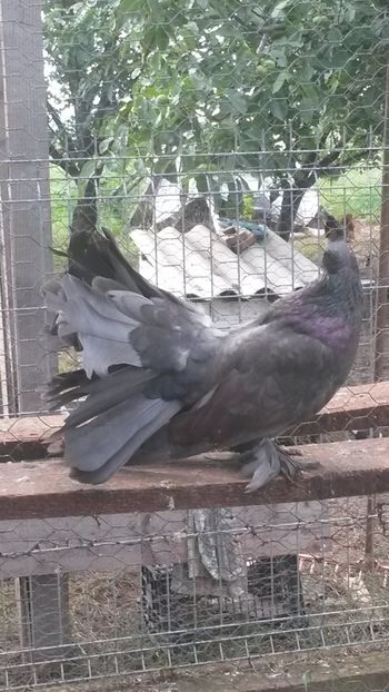 Femela 2017 - 09 Voltati indieni