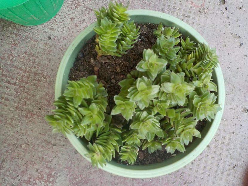 crassula socialis - Genul Crassula