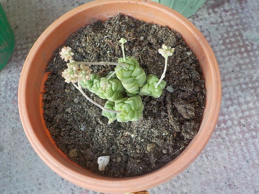 crassula marchandii - Genul Crassula