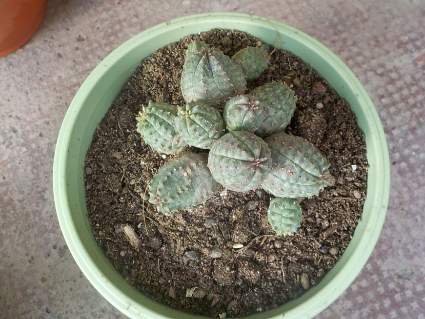 euphorbia daisymontana - Genul Euphorbia