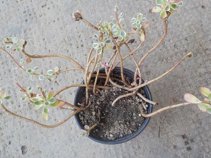 sedum spurium tricolor - Genul Sedum