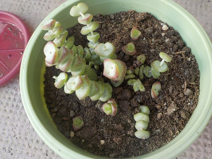 crassula rupestris - Genul Crassula