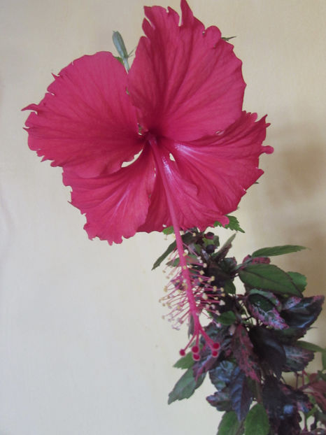  - Hibiscus 2018