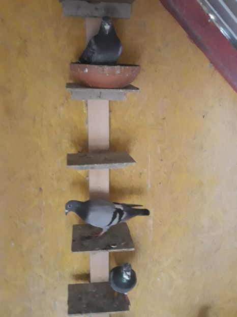  - Compartimentul de Matca 2018