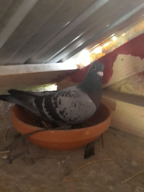  - Compartimentul de Matca 2018