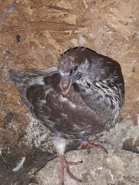  - Pui americani 2018