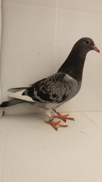 vandut - De vanzare voiajori pui 2018