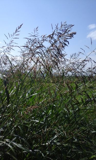 Sorghum halepense (costrei ) - Buruieni