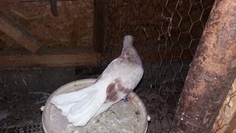 received_897143317142765 - 9-Dungat Romanesc