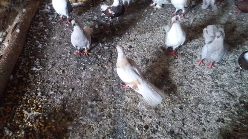 received_897143800476050 - 9-Dungat Romanesc