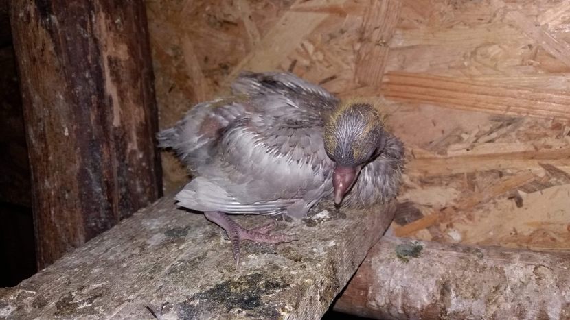 received_897141430476287 - 9-Dungat Romanesc