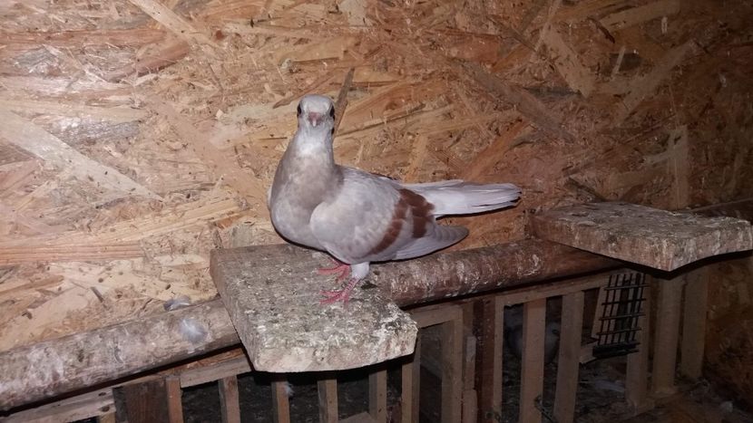 received_897143383809425 - 9-Dungat Romanesc