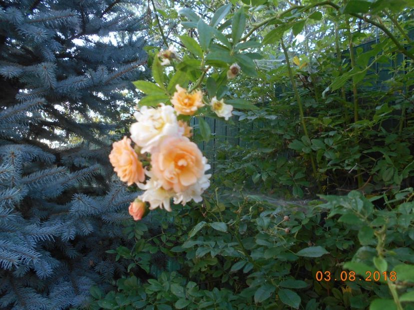  - Ghislaine de Feligonde