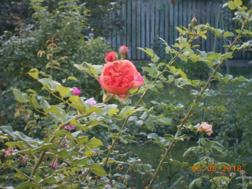 03.08.2018 - Summer Song