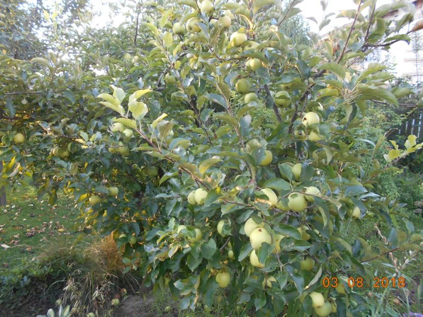  - 3Gradina de legume 2018