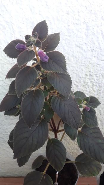  - R19 - Ohio s Punkin xA