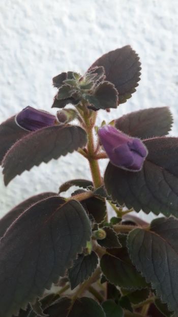  - R19 - Ohio s Punkin xA