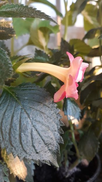 2018 - R21 - Mary Poppins