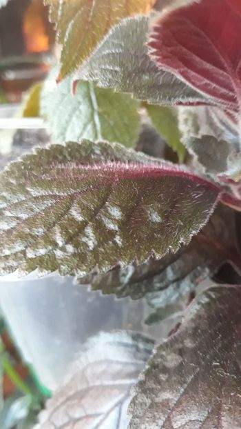 2018 - R19 - Polly Tan xA