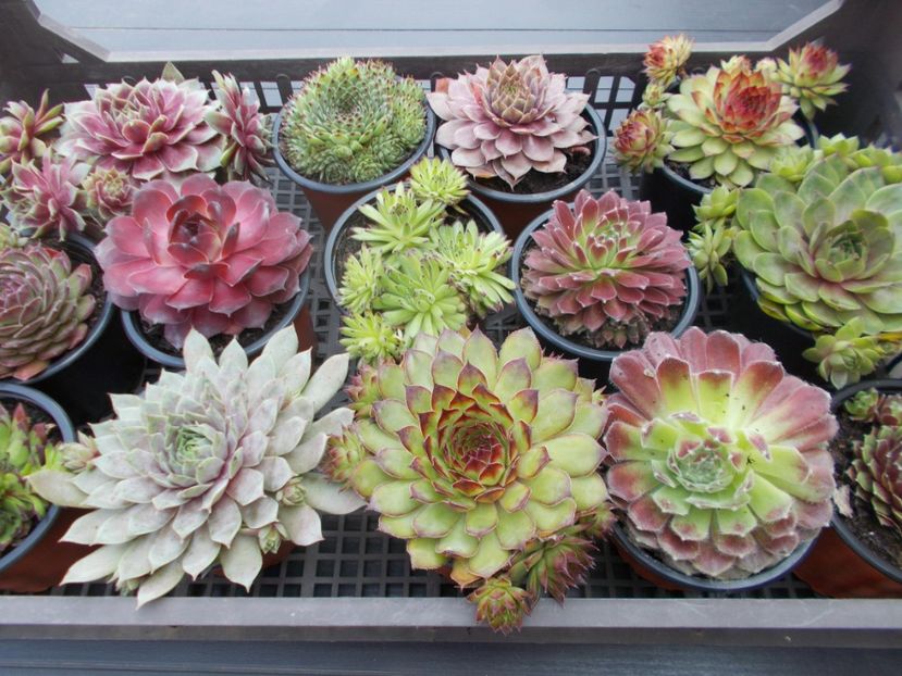  - Cactusi si suculente_2018