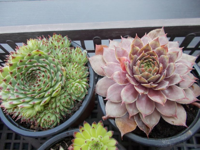  - Cactusi si suculente_2018