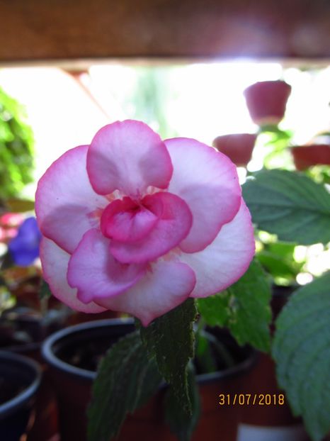 Rebecca Houche - ACHIMENES 2020 - VANZARI HIBRIZI