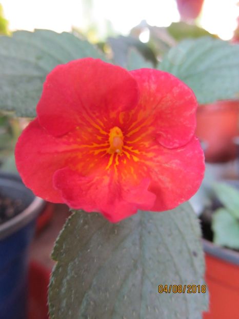 Texas Heat - ACHIMENES 2020 - VANZARI HIBRIZI