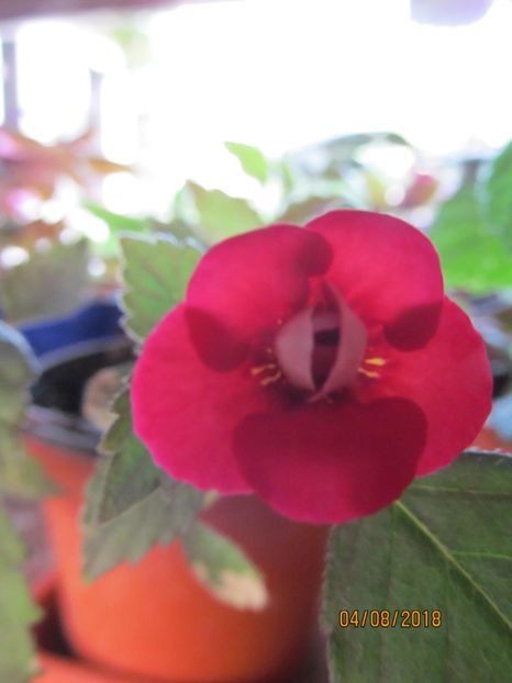 Petite Fadette - ACHIMENES 2020 - VANZARI HIBRIZI