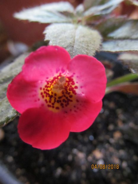 Fire Vortex - ACHIMENES 2020 - VANZARI HIBRIZI