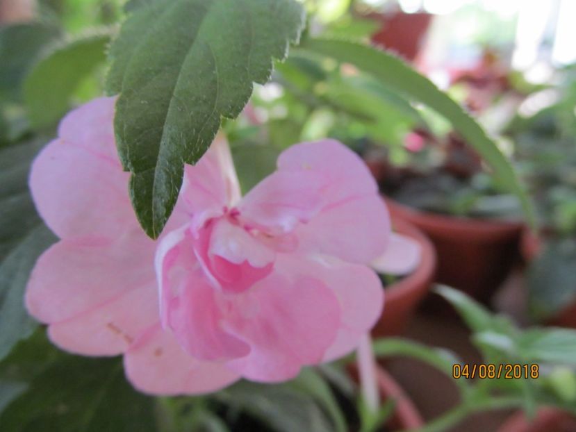Double Pink Rose - ACHIMENES 2020 - VANZARI HIBRIZI