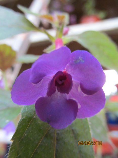 Violaceea Semiplena - ACHIMENES 2020 - VANZARI HIBRIZI