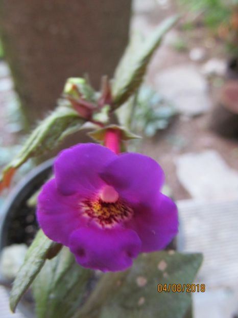 Caprice - ACHIMENES 2020 - VANZARI HIBRIZI