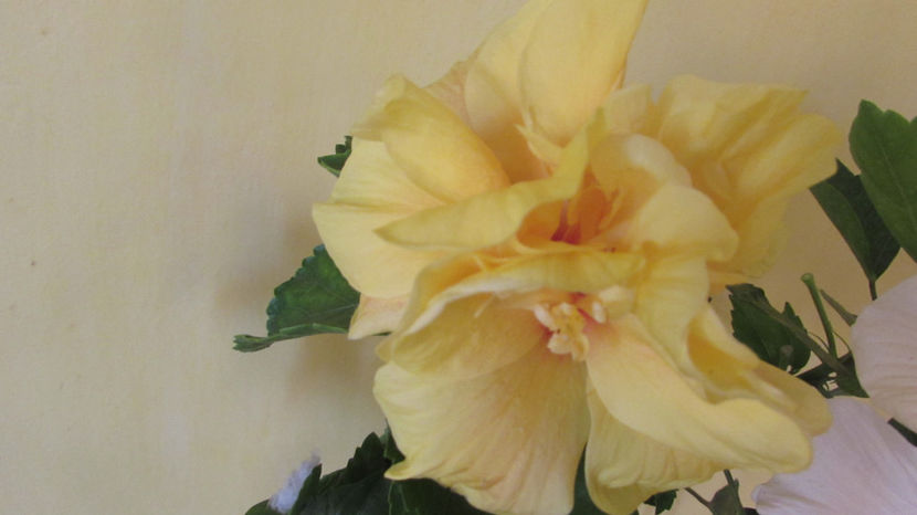 Koenig - Hibiscus 2018