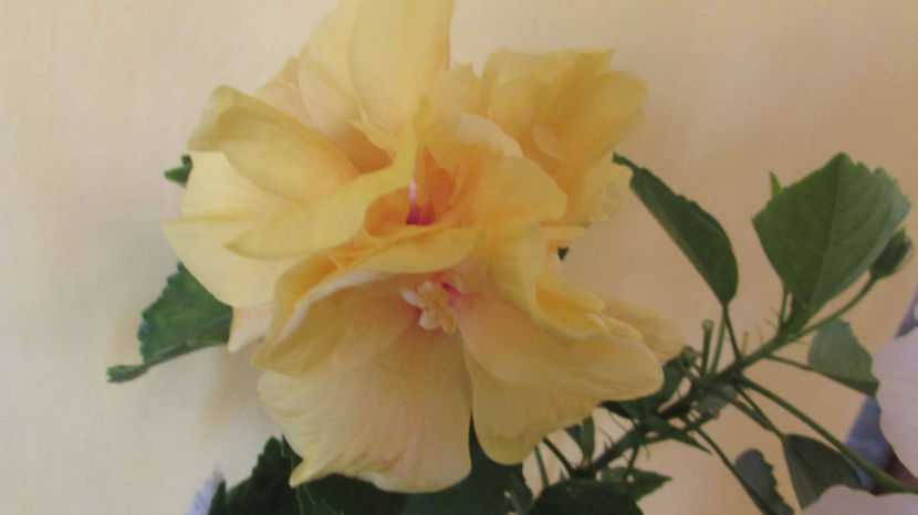 Koenig - Hibiscus 2018