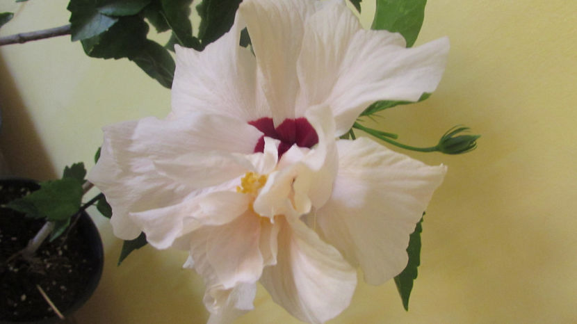 Clasic White - Hibiscus 2018