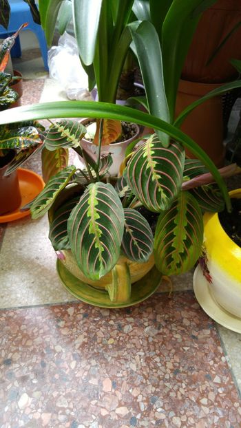  - Marantacee calathee vara 2018