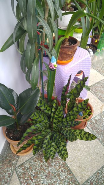  - Marantacee calathee vara 2018