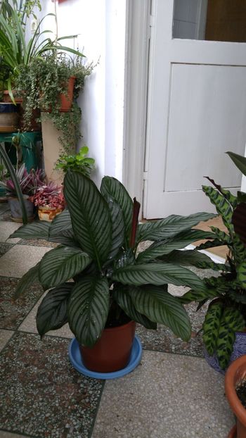  - Marantacee calathee vara 2018