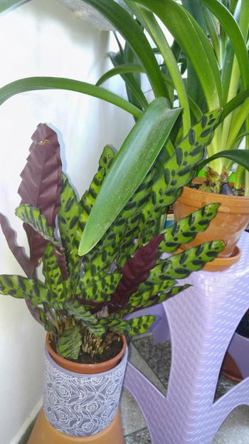  - Marantacee calathee vara 2018