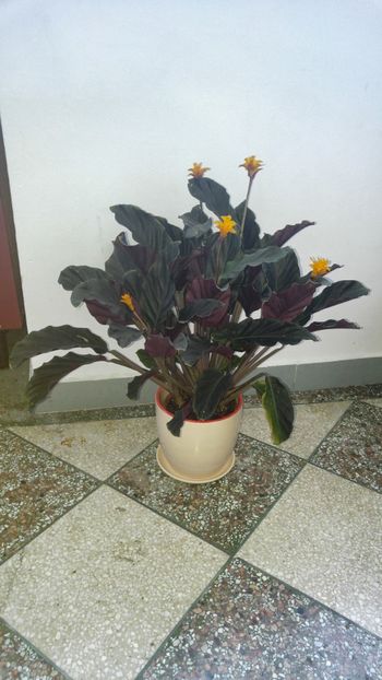  - Marantacee calathee vara 2018