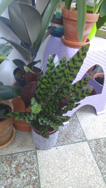  - Marantacee calathee vara 2018