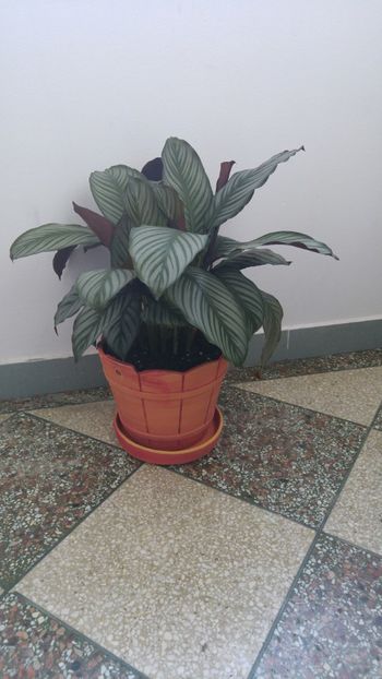  - Marantacee calathee vara 2018