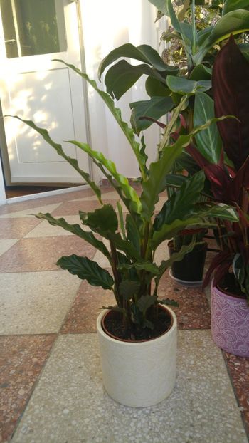  - Marantacee calathee vara 2018