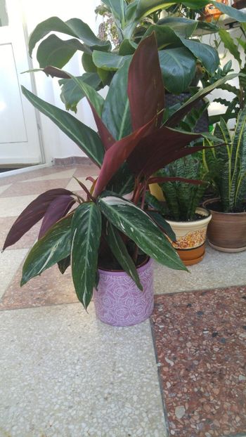  - Marantacee calathee vara 2018