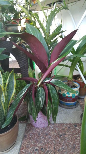  - Marantacee calathee vara 2018