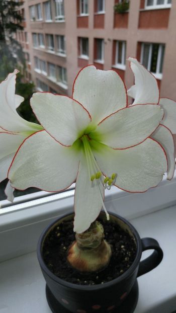  - picotee hippeastrum