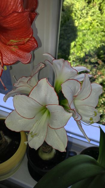  - picotee hippeastrum