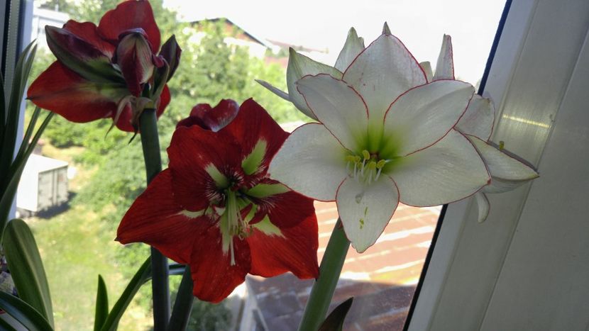  - picotee hippeastrum