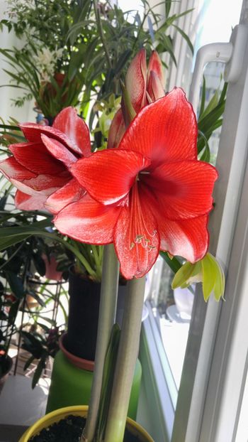  - charisma hippeastrum